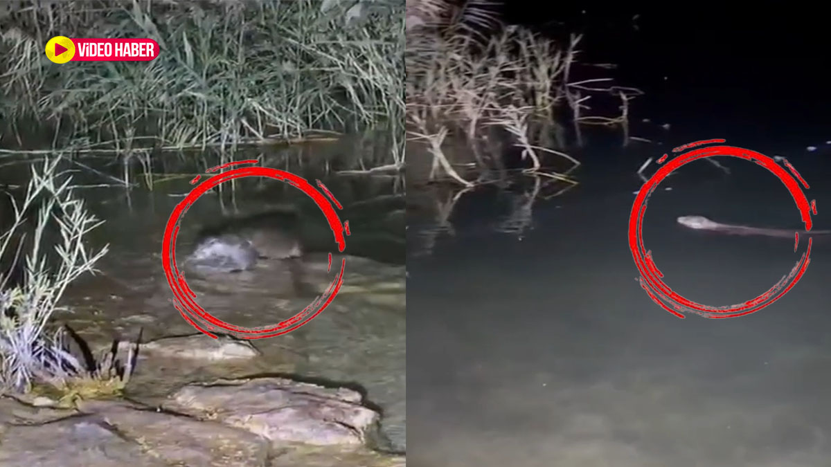 Fırat'ın saklı sakini ortaya çıktı! Halfeti'de gece yarısı kaydedilen görüntü herkesi şaşırttı