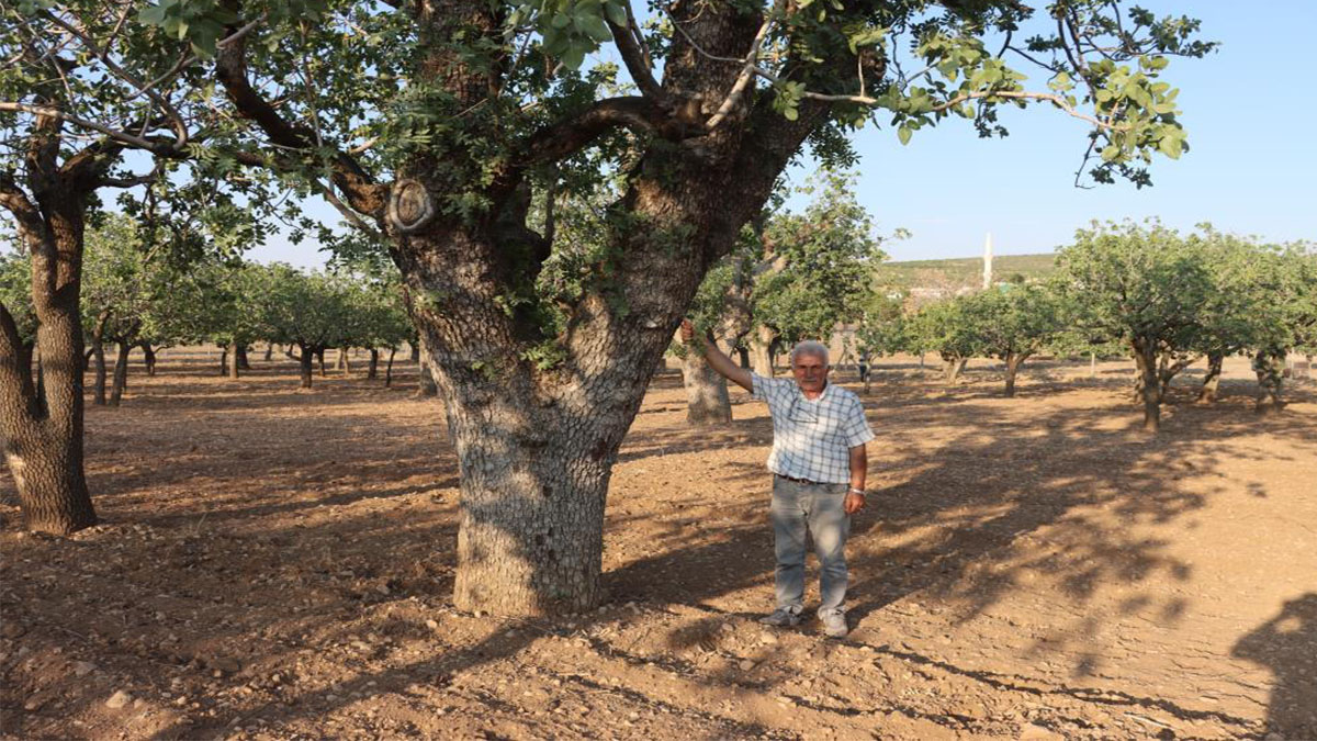 Fıstığın başkentinde acı feryat: Şanlıurfa’nın asırlık serveti elden gidiyor