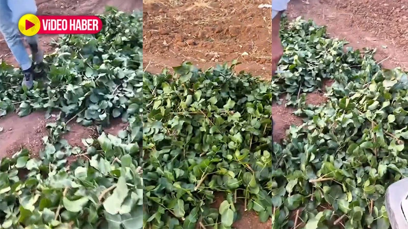 Şanlıurfa'da fıstık sahiplerinin kabusu: Meyvesini değil, geleceğini çalıyorlar!