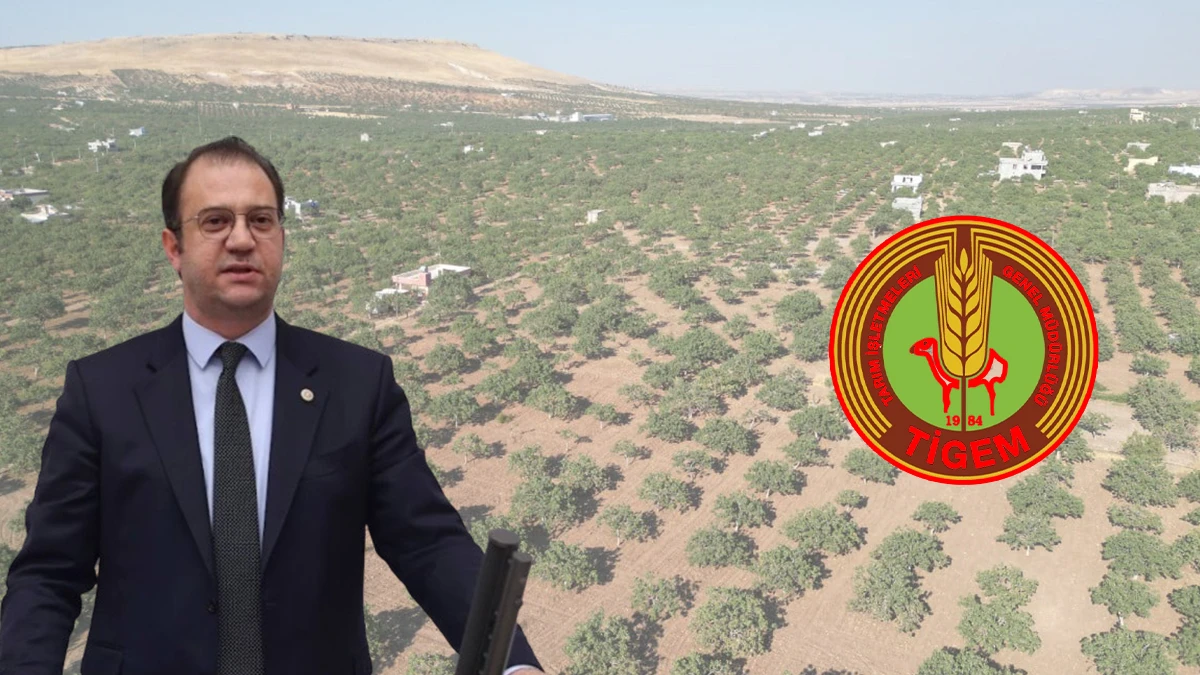 Şanlıurfa’da 200 milyonluk fıstık vurgunu iddiası! Meclis’e taşındı…
