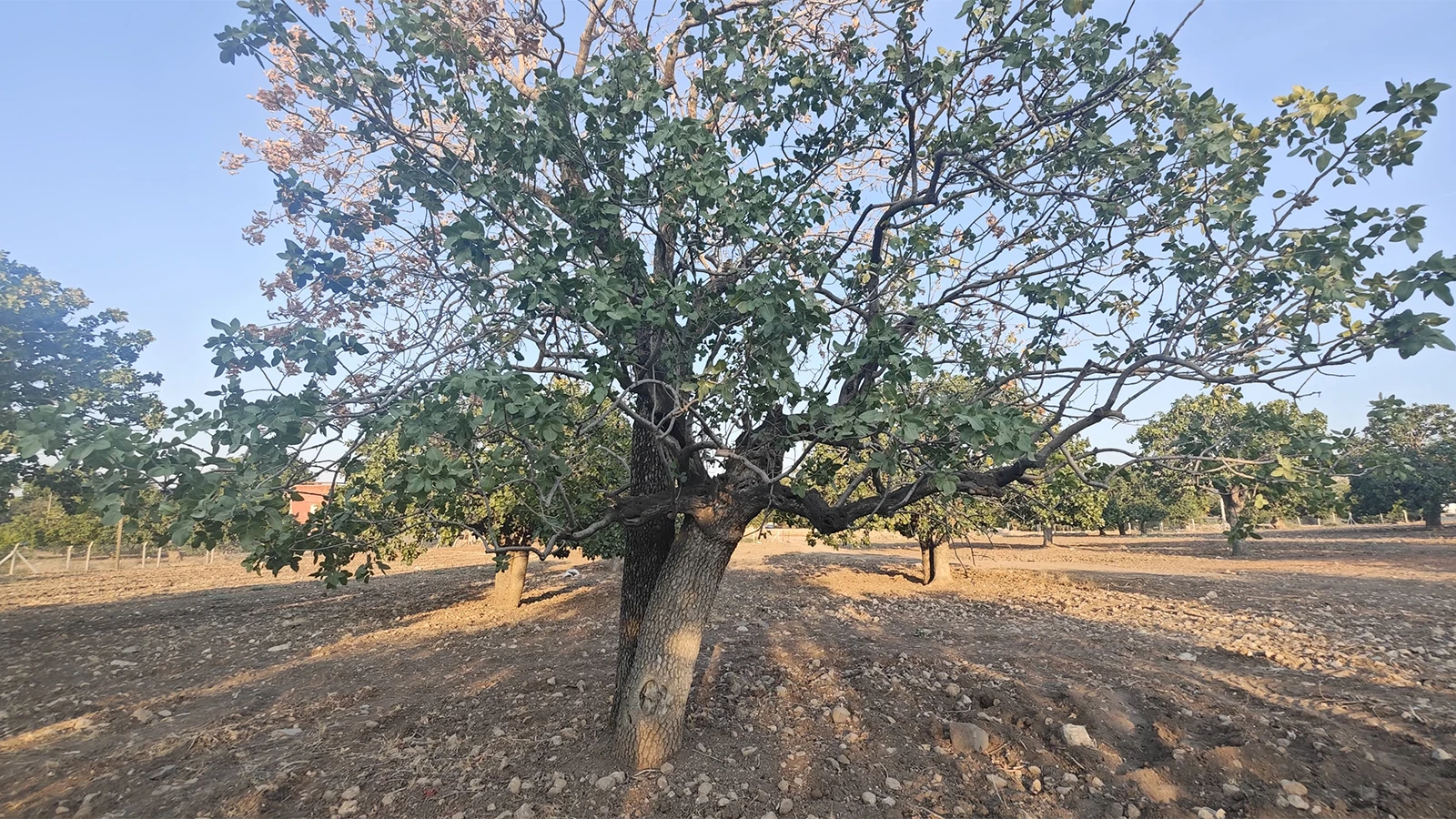Şanlıurfa’da 400 yıllık ağaçlar kuruyor! Çözüm GAP’ın tamamlanması