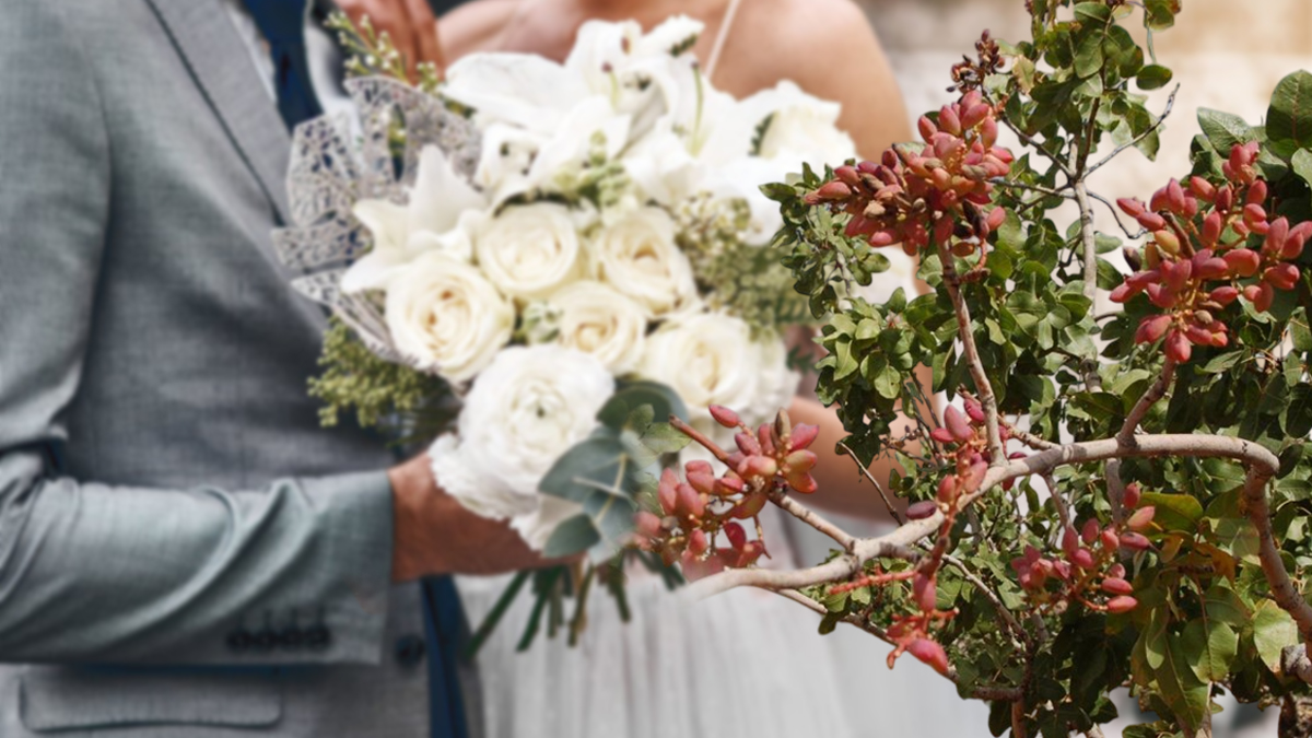 Şanlıurfa’da ‘fıstık gibi’ hayaller başka bahara kaldı!