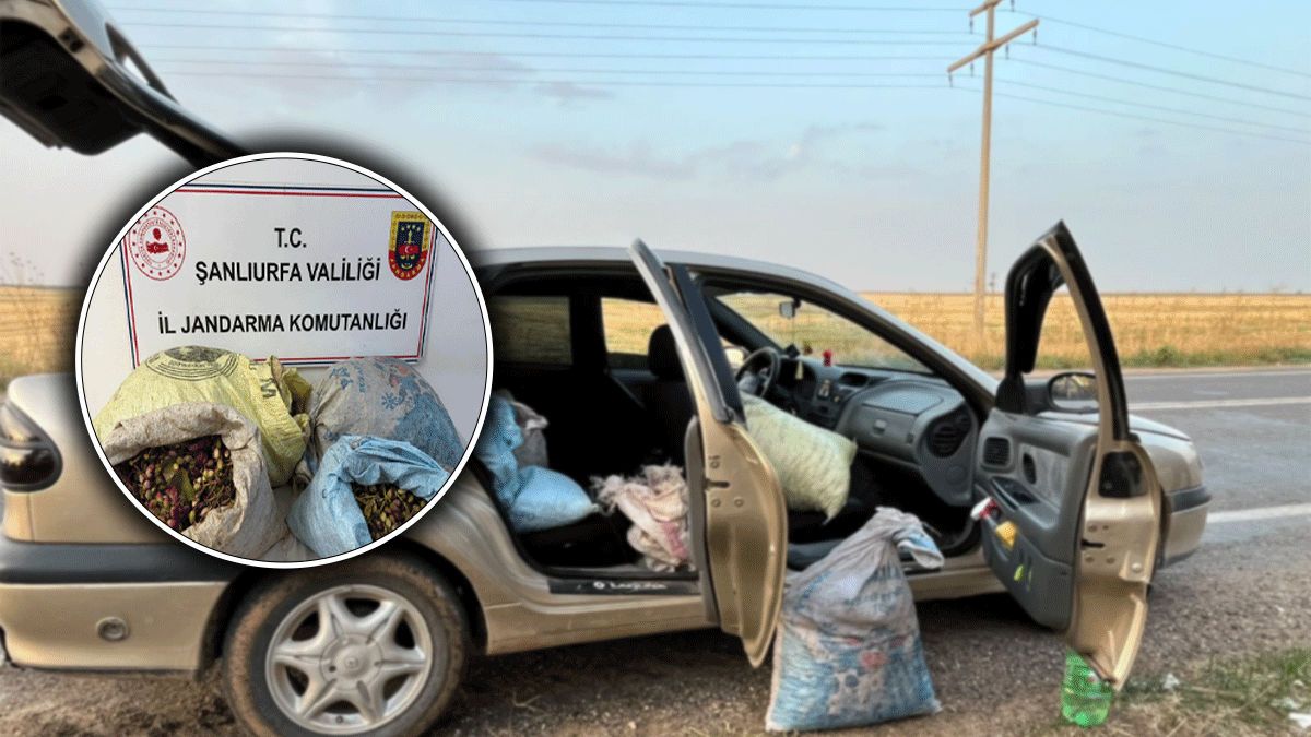 Şanlıurfa’da fıstık hırsızları suçüstü yakalandı! 4 gözaltı…