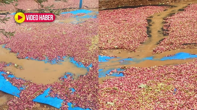 Şanlıurfa fıstığına nazar değdi! Düşük fiyatların ardından afet
