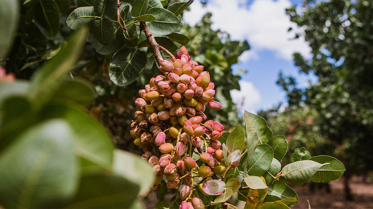 Şanlıurfa’dan 89 ülkeye gönderiliyor! 152 milyon dolarlık ihracat