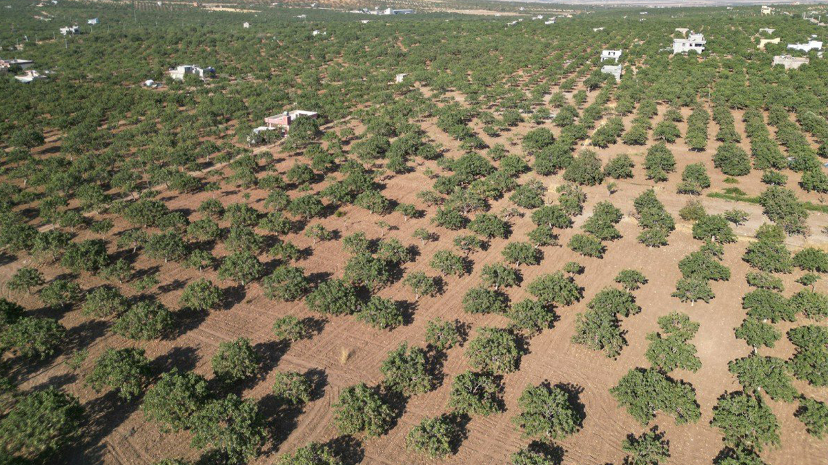 Şanlıurfa sınırında 7 bin metrekarelik fıstık tarlası icradan satılık