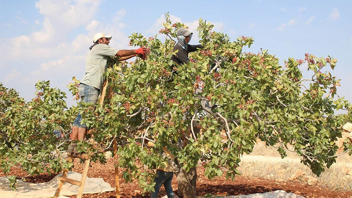 İthalat kararı Şanlıurfalı üreticiyi vurdu! Fıstık fiyatları düştü