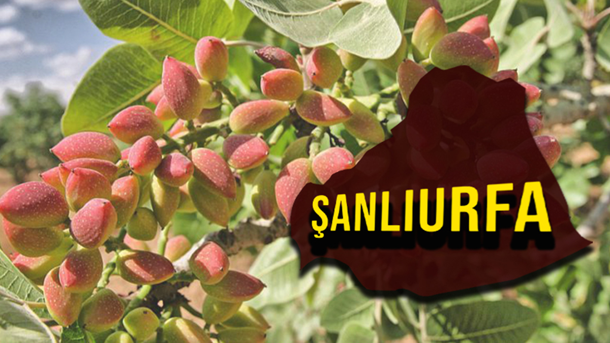 Şanlıurfa’da fıstıktaki yükseliş devam ediyor! İşte güncel fiyatlar…