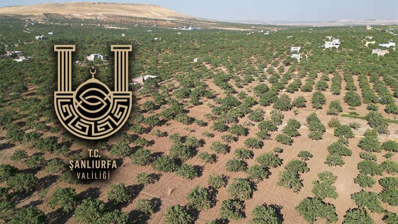 Şanlıurfa Valiliğinden fıstık hırsızlığına karşı kritik uyarı