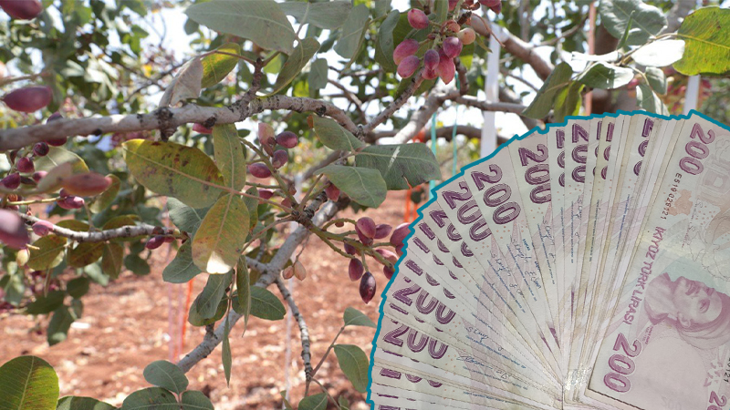 Şanlıurfa'da fıstık toplama ücreti belli oldu! İşte işçi ve çavuş yevmiyesi
