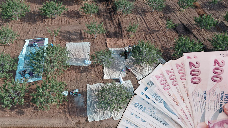 Şanlıurfa'nın ilçesinde fıstık yevmiyesi belli oldu!