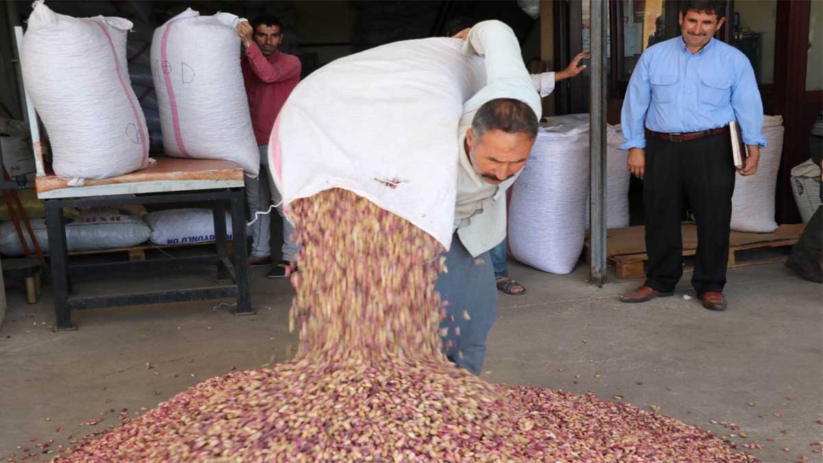 Fıstıkta beklenen artış geldi! Şanlıurfa’daki yatırımcılara müjde