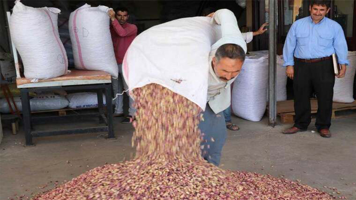 Fıstıkta hasat bitti, vergi kalktı... İşte 29 Eylül güncel fiyatları!