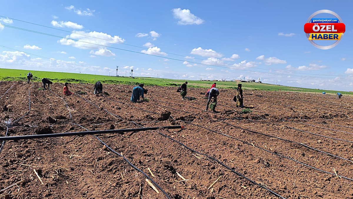 Harran Ovasında ekim zamanı! Üreticiler kolları sıvadı