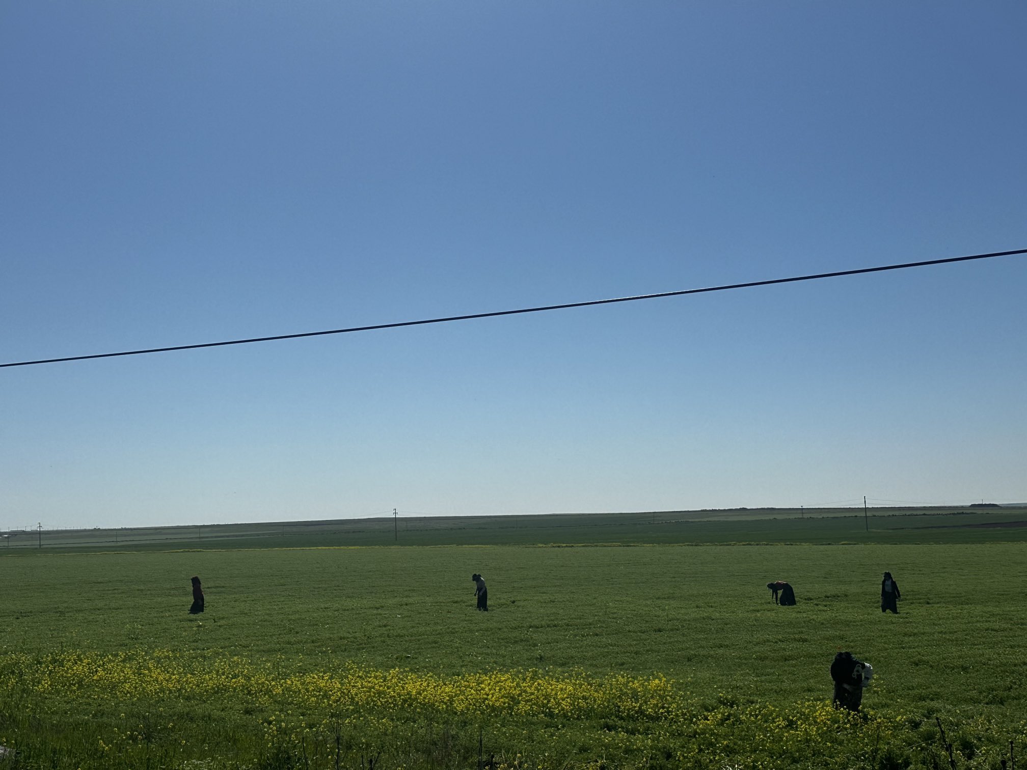 Şanlıurfa’da yağışlar umut oldu, yabancı otlarla mücadele hız kazandı! Rekor üretim bekleniyor...