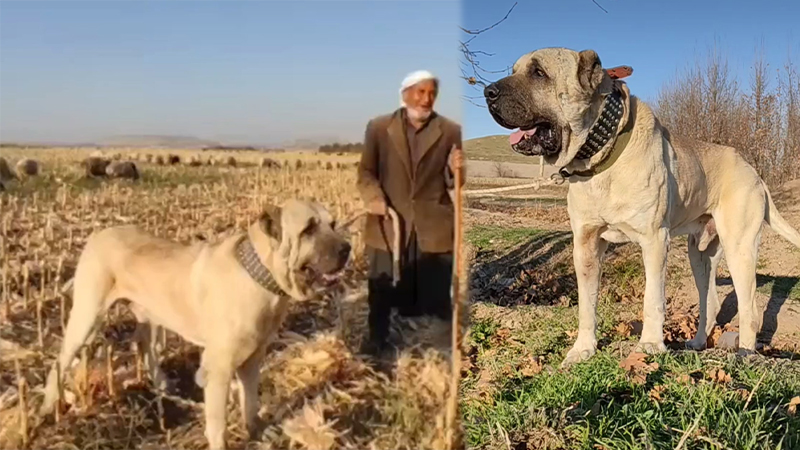 Sivas Kangalı’ndan daha büyük! Şanlıurfa’nın yerli köpeği Gureğh