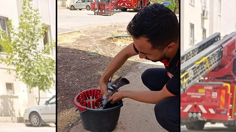 Şanlıurfa'da güvercin kurtarma operasyonu (26.07.2025)