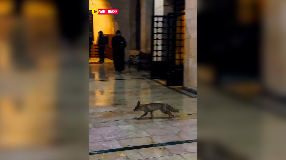 Şanlıurfa'da kar esareti yaban hayatını şehre indirdi