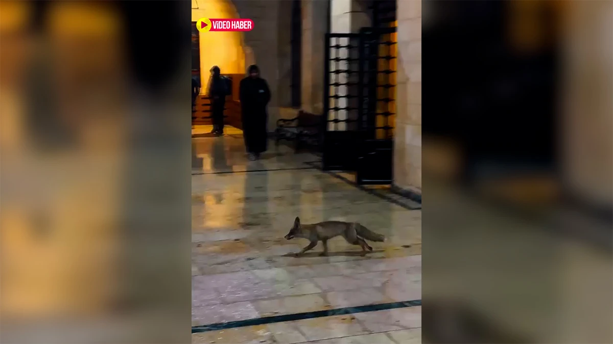 Şanlıurfa'da kar esareti yaban hayatını şehre indirdi