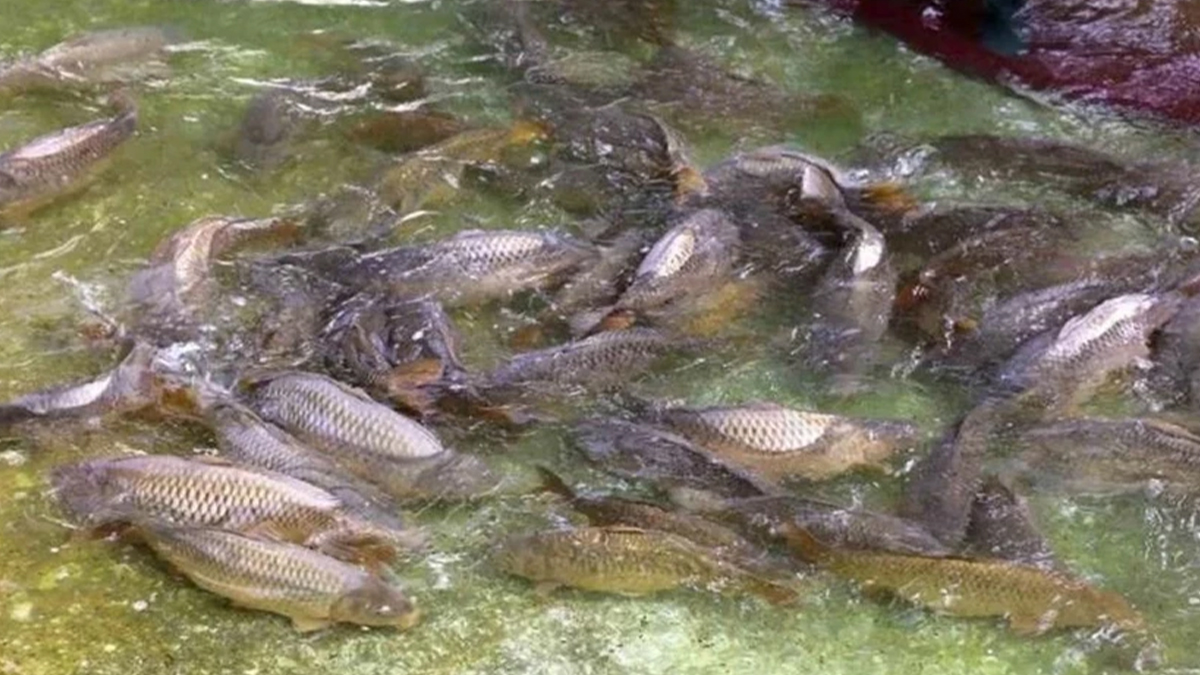 Bakanlık duyurdu: Şanlıurfa'da yasak başlıyor...