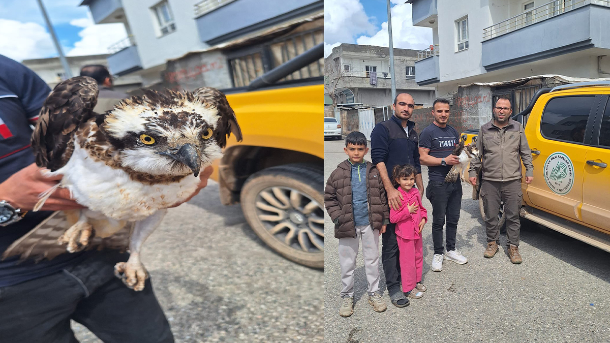 Şanlıurfa'da bitkin halde bulunan balık kartalı koruma altına alındı