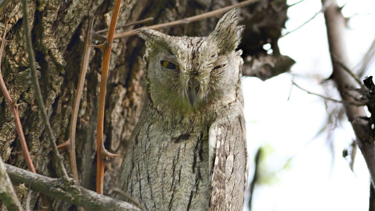 Şanlıurfa'da nadir görülen canlı! Aniden belirdi, kameralara yakalandı