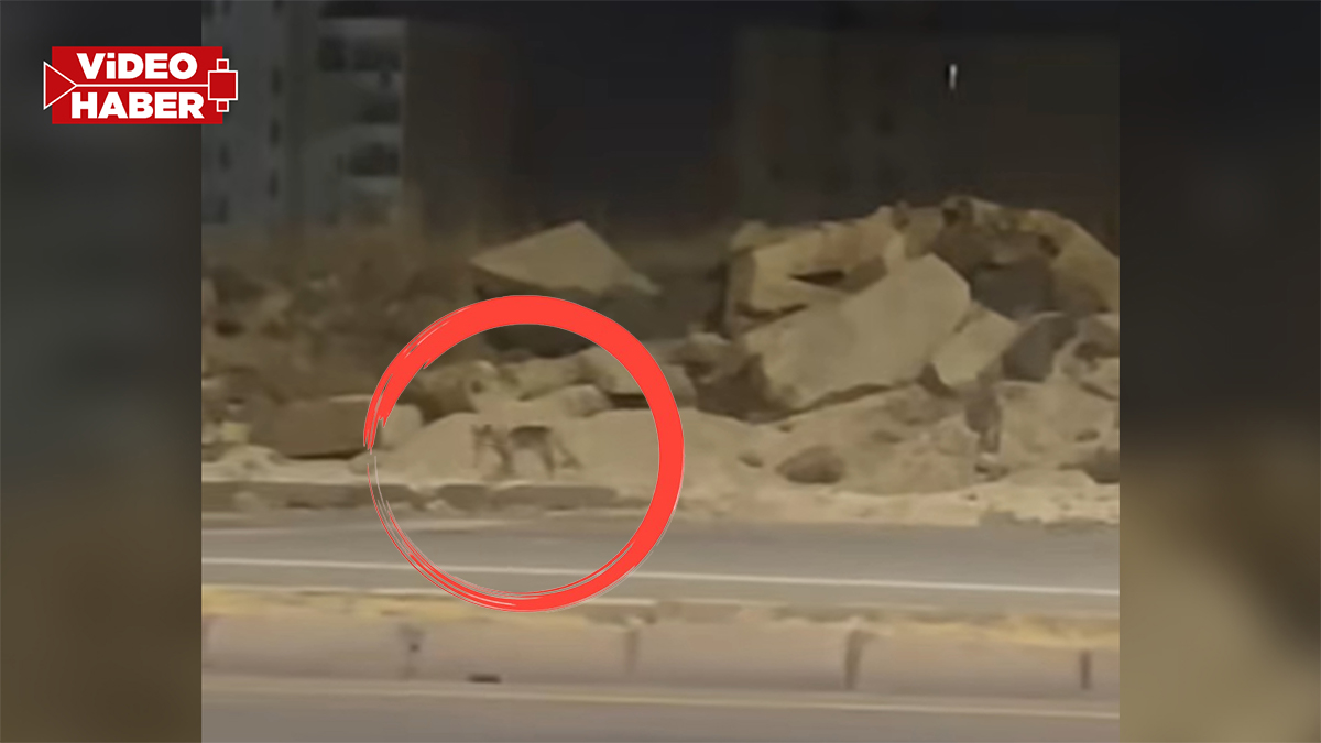 Şanlıurfa'da gece yarısı şaşırtan görüntü: Mahalleye kadar indi...