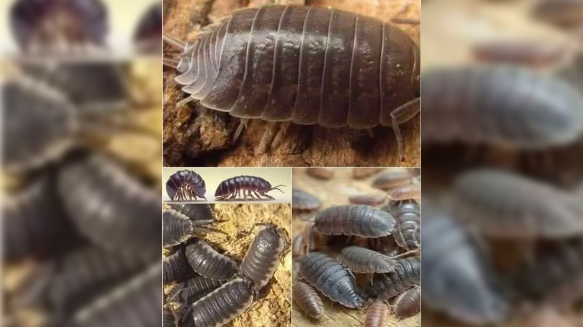 Halk arasında zararlı sanılıyor! Doğaya büyük fayda sağlıyor