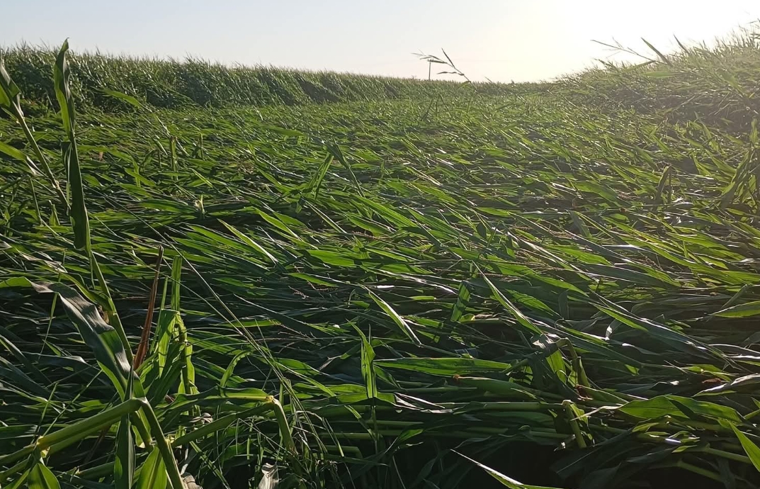 Serinlesin diye beklediğimiz hava çiftçiyi yaktı! Ovada içler acısı manzara