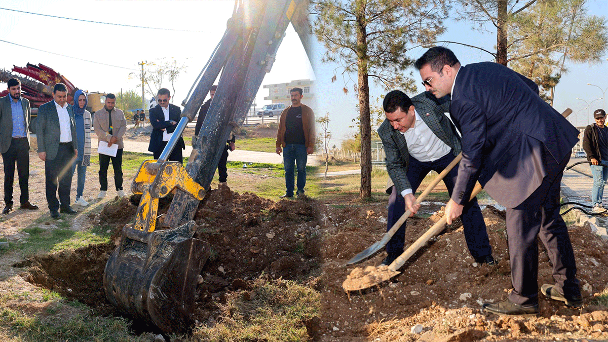 Başkan Özyavuz açıkladı: Harran'ın her yerine bu ağaçlardan dikildi
