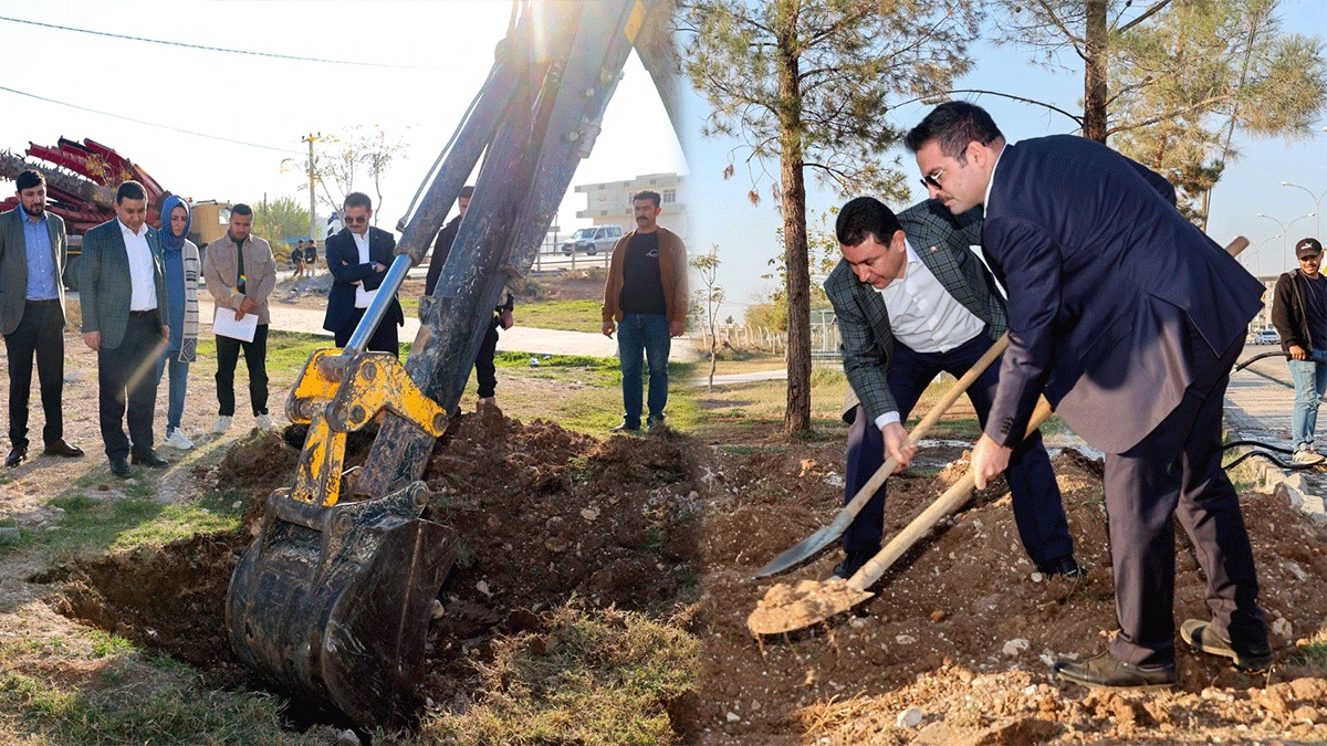 Başkan Özyavuz açıkladı: Harran'ın her yerine bu ağaçlardan dikildi