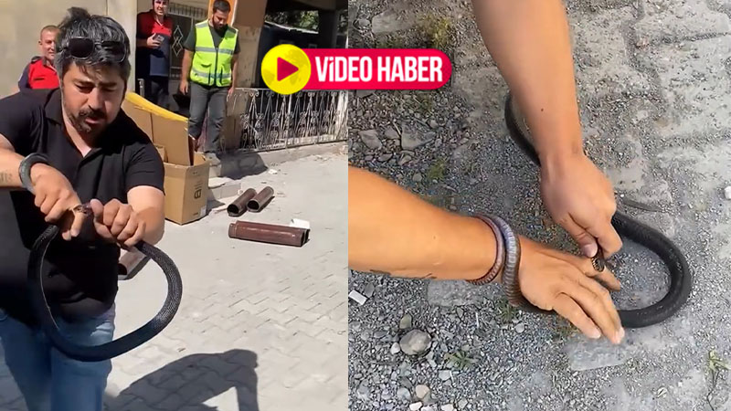Nefes kesen anlar: Yılan parmağını ısırdı, o sakinliğini korudu