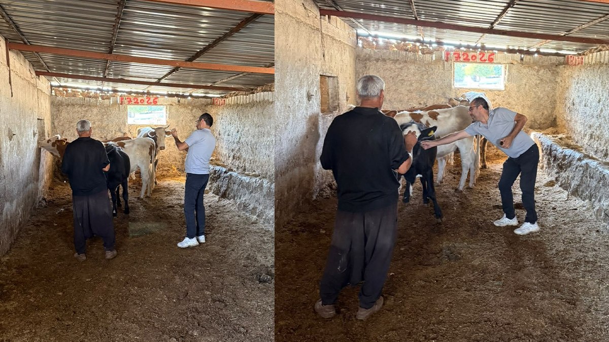 Şanlıurfa’da hayvan hastalıklarına karşı aşılama çalışması