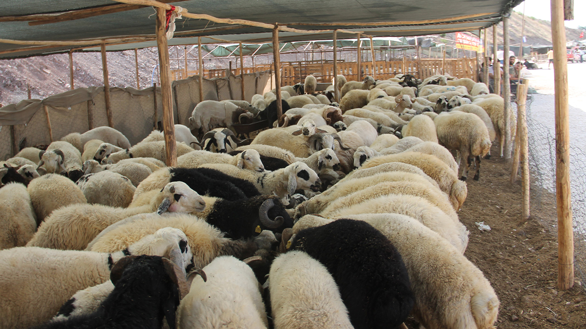 6 ilde hayvan pazarı tekrar açıldı! Şanlıurfa’da ne zaman açılacak?