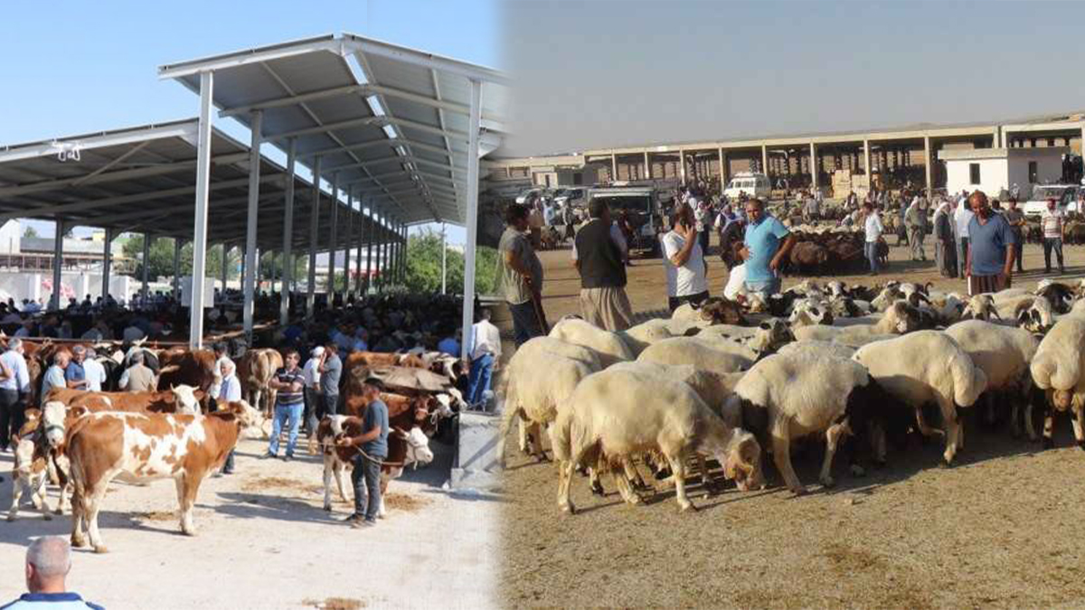 Şanlıurfa’da hayvan pazarları ne zaman açılacak? Tarih belli oldu