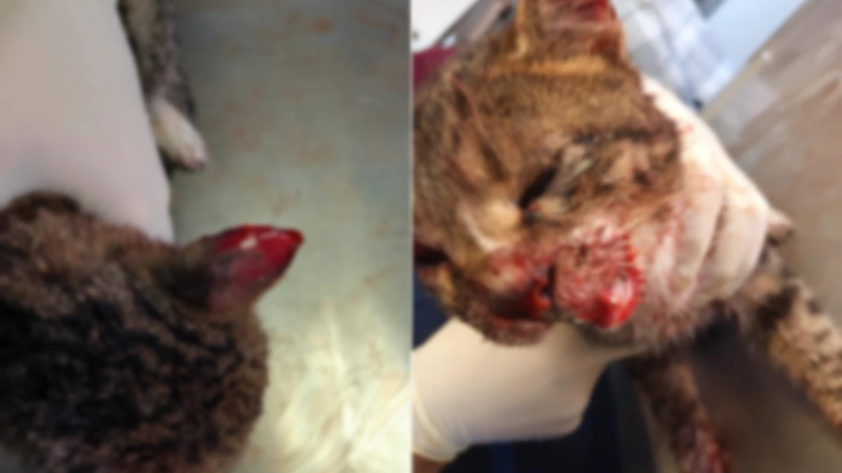 Suruç’ta barınağa teslim edilen kedi için ihmal iddiası! Ağır yaralandı…