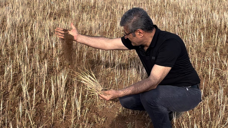 Şanlıurfa’da afetler çiftçiyi perişan etti! Yok yılı…
