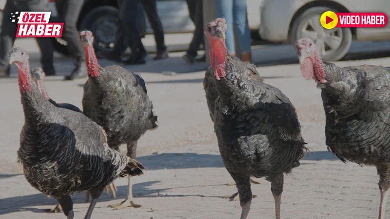 Hindi pazarında yüzler gülmüyor! Yeni yıl sofrası bütçeyi zorluyor