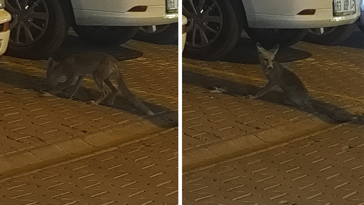 Şanlıurfa’da gece saatlerinde ortaya çıktı! Yiyecek ararken görüldü