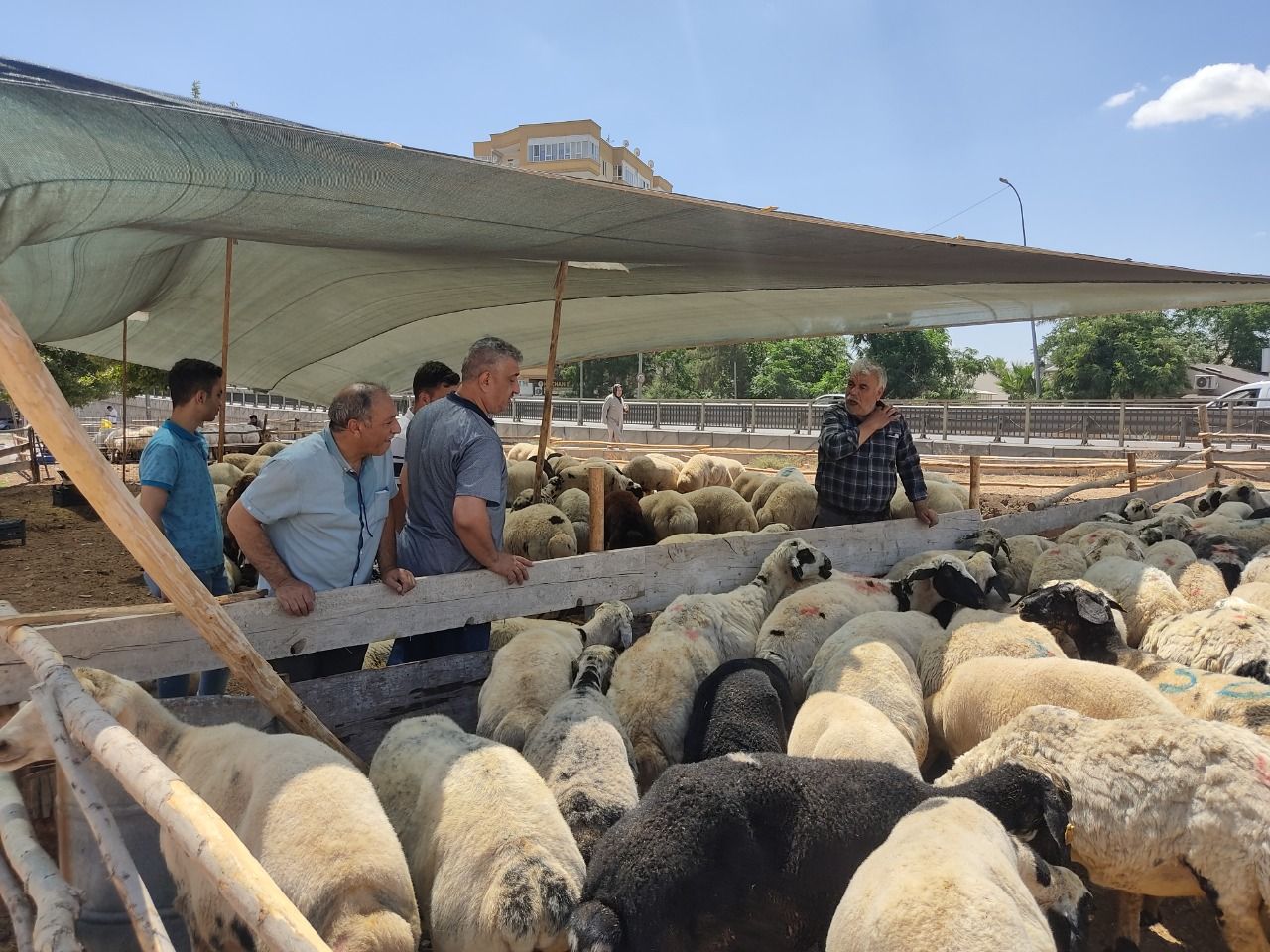 Şanlıurfa’da kurban fiyatları belli oldu!  Fiyatlar uçtu, bir maaşa kurban…