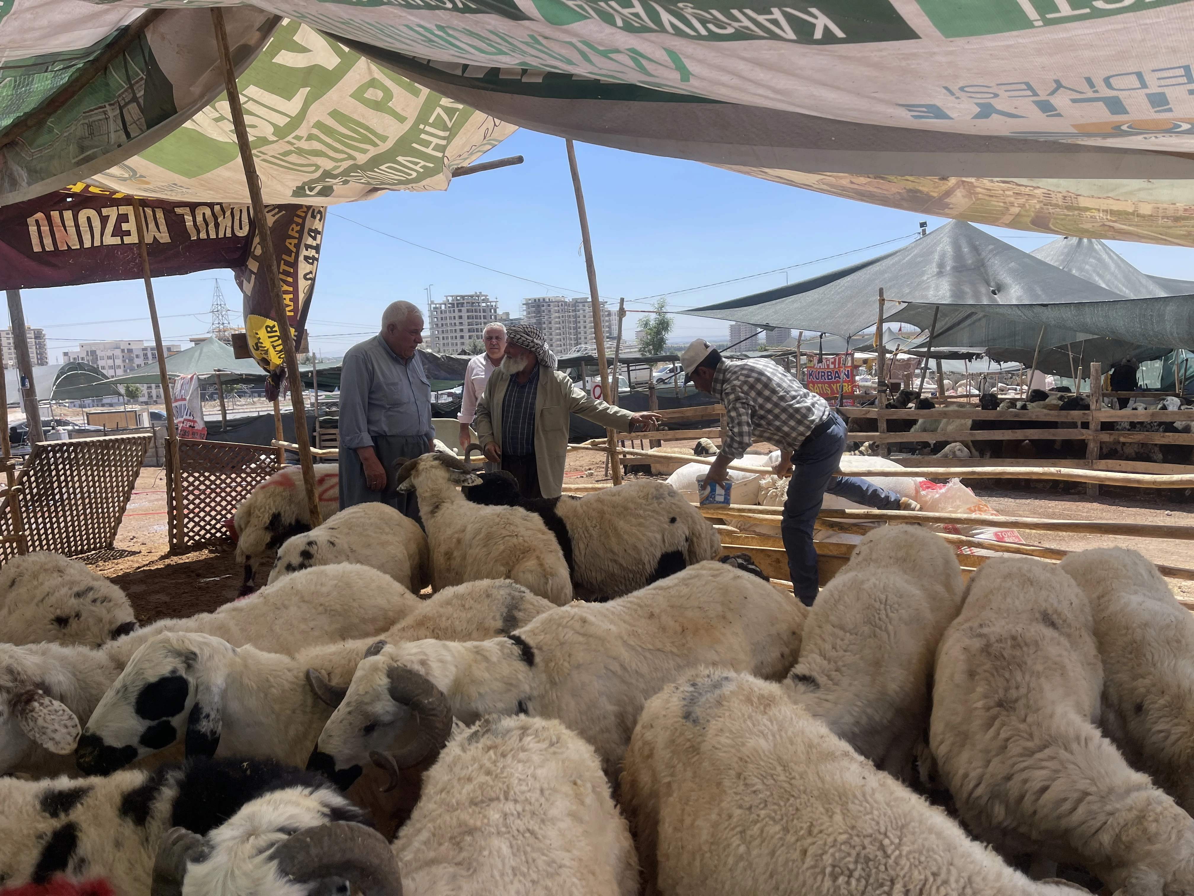Şanlıurfa’da kurbanlık satıcıları isyan etti: Ne su var ne ışık!