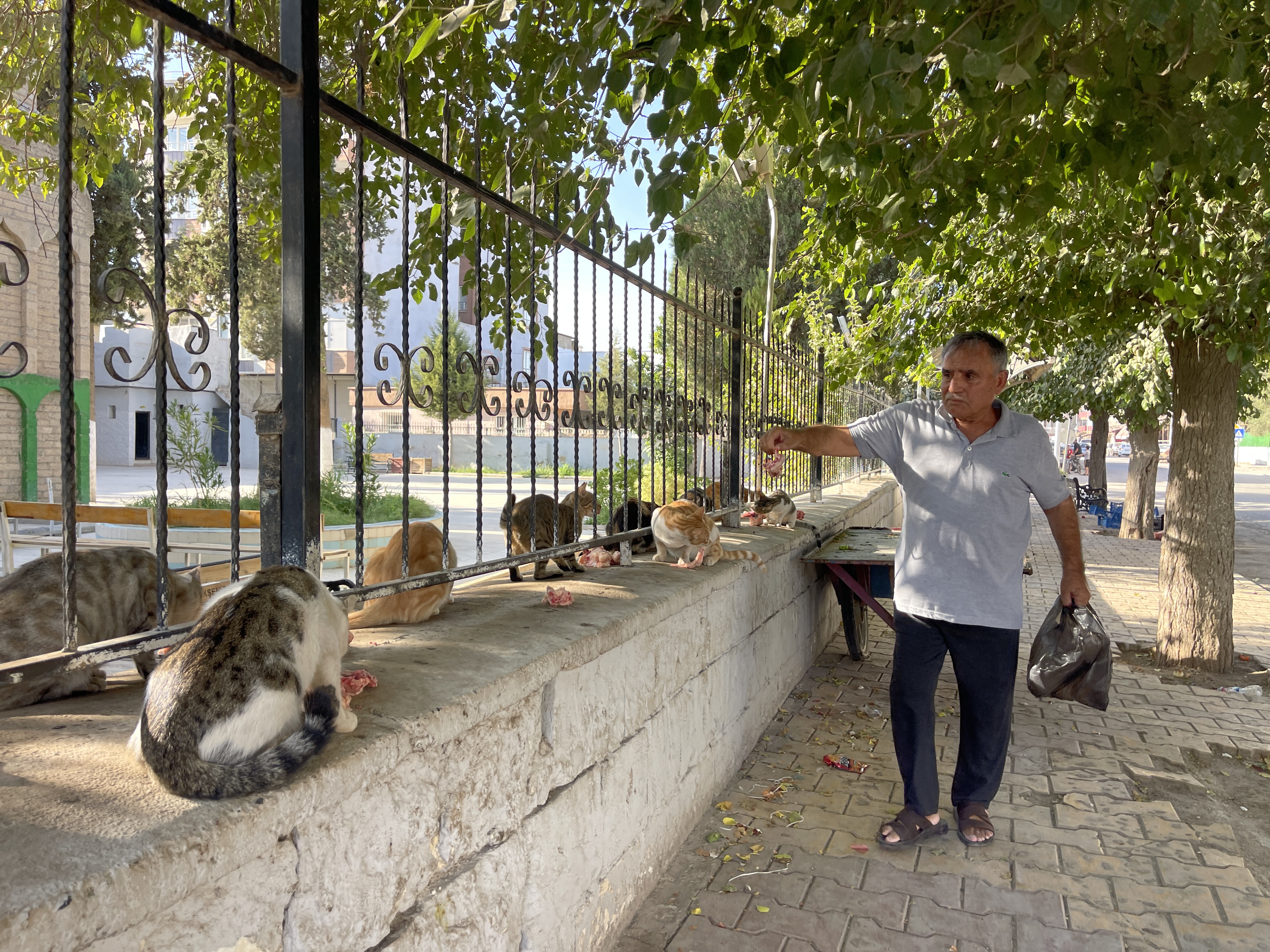 Şanlıurfa'da kedilerin babası... 30 yıldır vefalı bakış