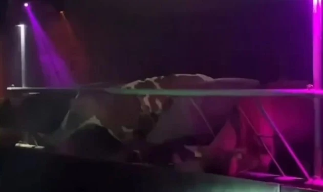 İnekleri için ahırı pavyona çevirdi