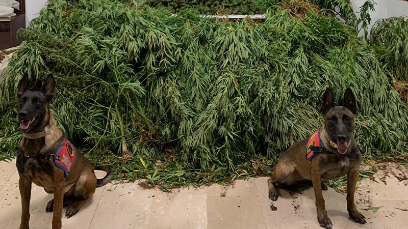 Haliliye’de eş zamanlı operasyonlarda 2 gözaltı