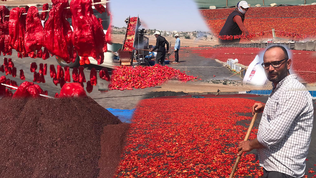 Şanlıurfa’da isot mevsimi! Tarladan sofraya zorlu maraton