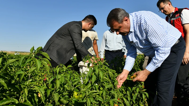 Vali Şıldak biber hasadında: “120 bin ton baharatlık biber üretimi bekliyoruz”