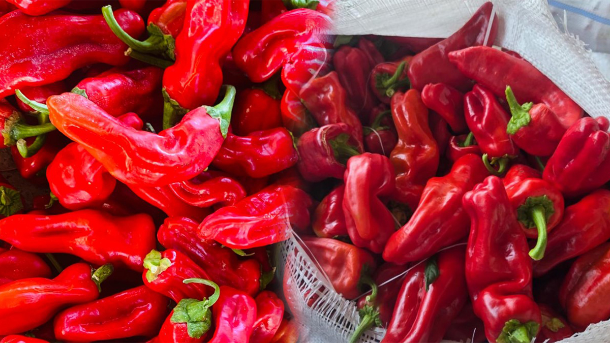 Şanlıurfa’da isotun kilosu kaç lira? Fiyatı yükselir mi, düşer mi?