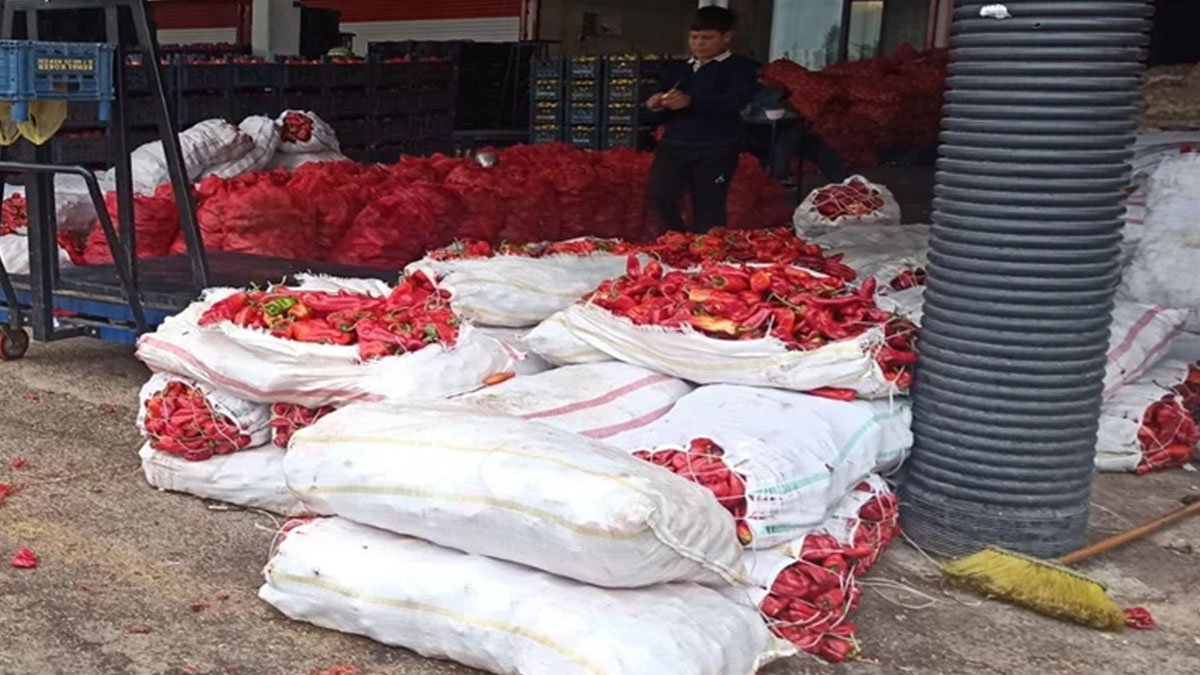 Urfa hali biberle doldu taştı ama vatandaşın yüzü gülmüyor!
