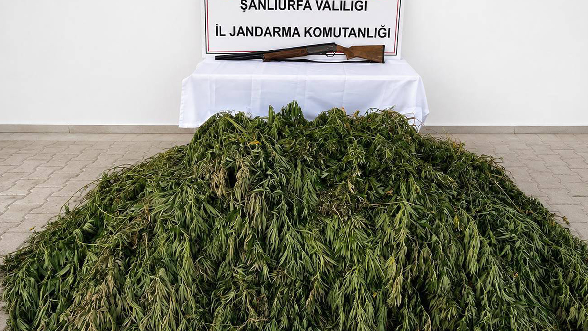 Şanlıurfa’da jandarmadan yasa dışı ekime operasyon! Yüzlerce kök ele geçirildi