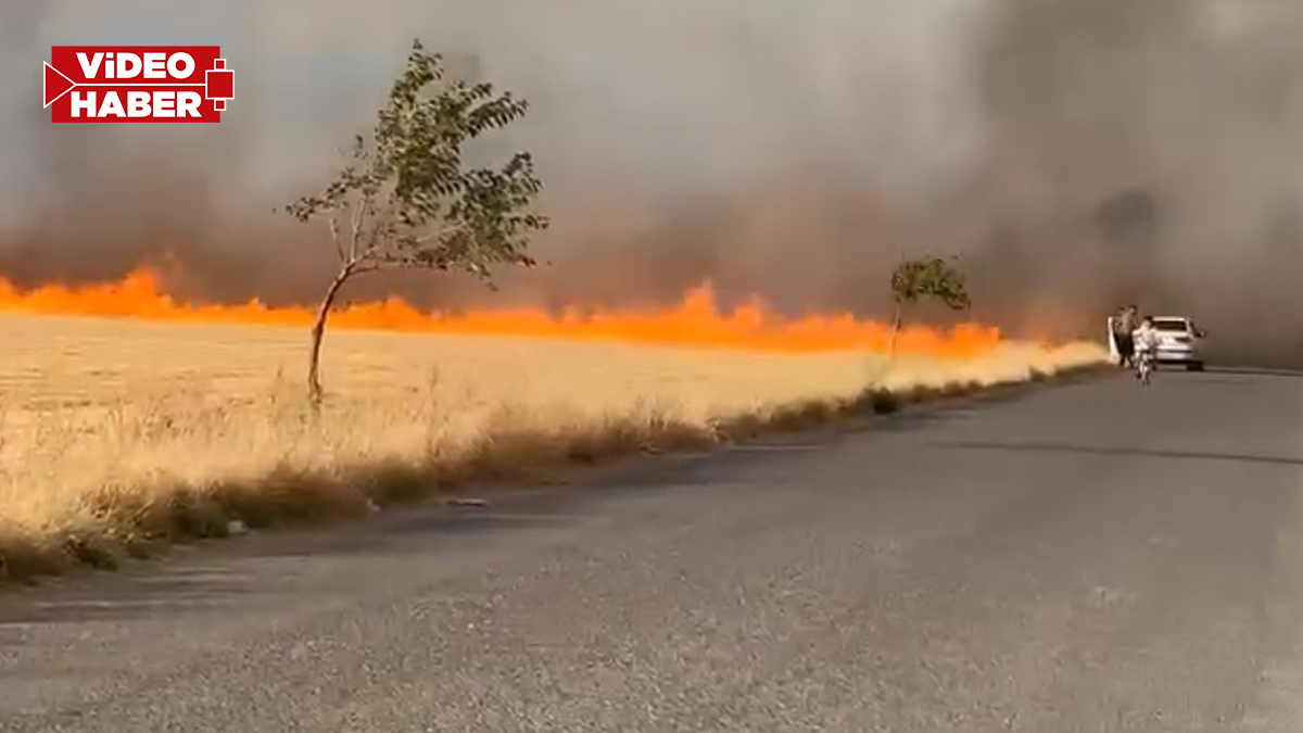 Şanlıurfa’da çiftçinin emeği kül oldu! Onlarca dönüm ekili alan alevlere teslim
